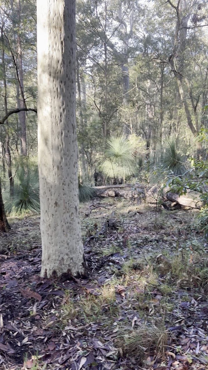 Teaching a lyrebird Old MacDonald Had a Farm (unsuccessfully)